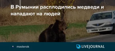 Фото Говно медведя: скачать бесплатно и наслаждаться