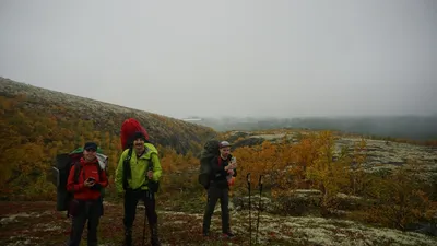 Фото, картинки, изображения Говно медведя: бесплатно и доступно