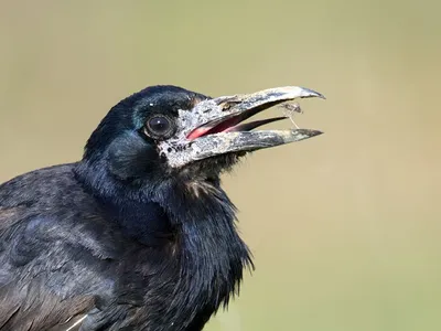 Грач - eBird