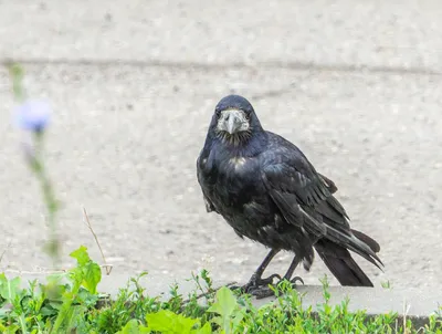 Грач, Corvus frugilegus frugilegus, Rook | Москва, Коломенск… | Oleg  Nabrovenkov | Flickr