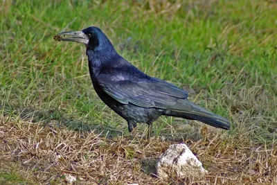 Грач — Corvus frugilegus / Галерея / Птицы России