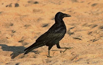 Грач, Corvus frugilegus frugilegus, Rook | Москва, Сев. Буто… | Oleg  Nabrovenkov | Flickr