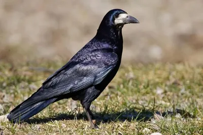 Грач (Corvus frugilegus). Птицы Европейской России.