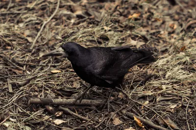 ФотоБлог Торгачкин Игорь Петрович © Igor Torgachkin: Грач / Corvus  frugilegus / Rook