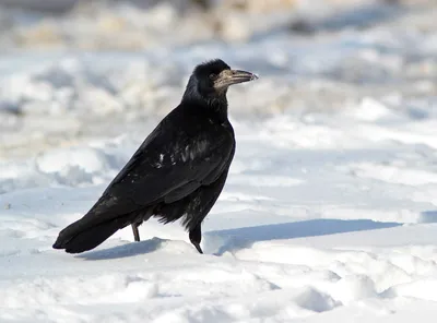 Грач (Corvus frugilegus). Птицы Сибири.