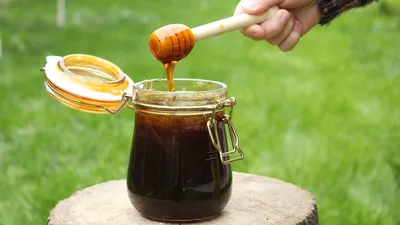 Все о гречишном меде | Таёжный мёд Алтая ALLHONEY | Дзен