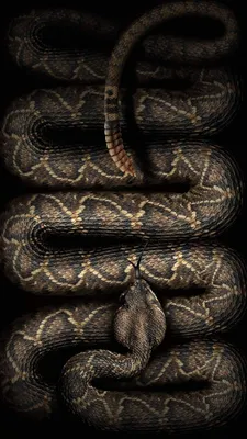Гремучая змея фотографии