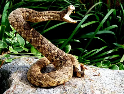 Потрясающие изображения Гремучей змеи