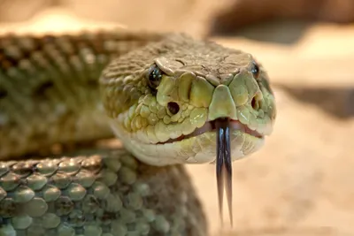 Впечатляющие фото Гремучей змеи