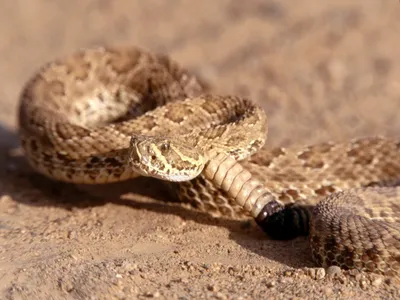 Уникальные картинки Гремучей змеи