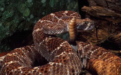 Гремучая змея в формате PNG для бесплатного скачивания