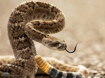 Впечатляющие фотографии Гремучей змеи