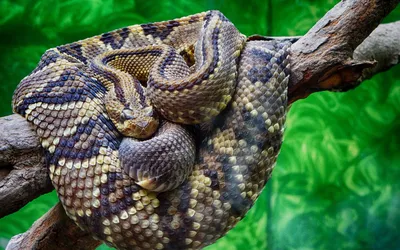 Удивительные фото Гремучей змеи