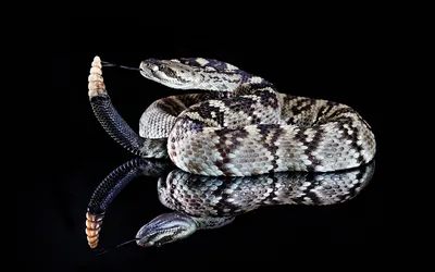Гремучая змея: качественные картинки для скачивания