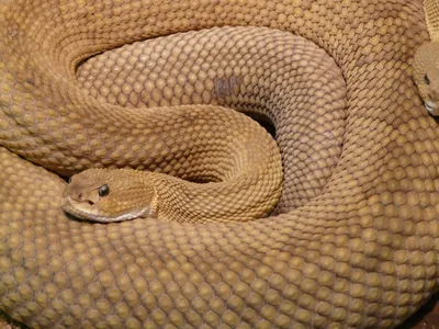 Изумительные снимки Гремучей змеи