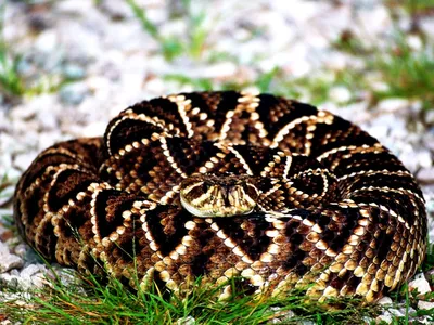 Удивительные фотографии Гремучей змеи