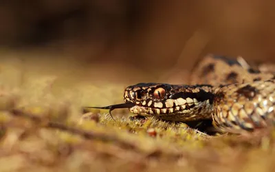 Великолепные снимки Гремучей змеи
