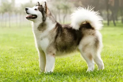 Описание породы собак - Гренландская ездовая собака