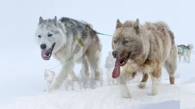 Гренландская собака - самая свирепая среди полярных пород | Мир домашних  животных | Дзен