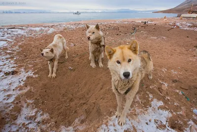 Серьезная Гренландская Собака Смотрит В Камеру Ездовая Собака Илулиссат —  стоковые фотографии и другие картинки Илулиссат - iStock