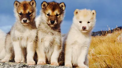 Гренландская собака (60 фото) - картинки sobakovod.club