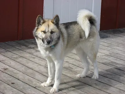 О породах собак. Северные ездовые собаки, часть 3. Аляскинский маламут, гренландская  собака, канадская эскимосская собака, чинук. | Пикабу
