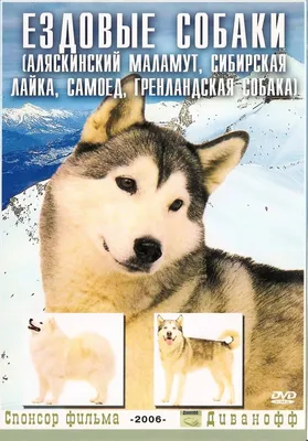 Природа и животные - Гренландская собака 4, NATURE_400 | 3D модель для ЧПУ  станка