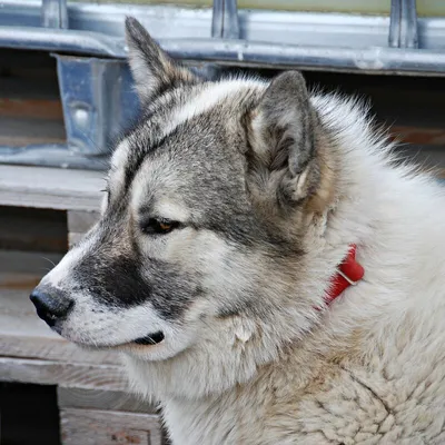 Гренландская собака фото фотографии