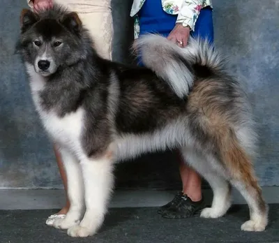 Западносибирская лайка (West Siberian Laika) - это очень активная и  энергичная порода собак. Фото, описание и отзывы.