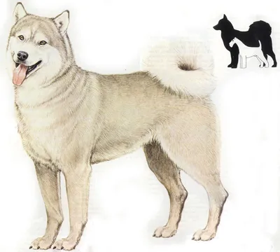 О породах собак. Северные ездовые собаки, часть 3. Аляскинский маламут, гренландская  собака, канадская эскимосская собака, чинук. | Пикабу
