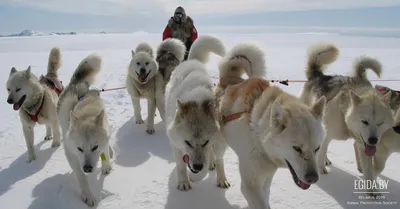 Гренландские ездовые собаки