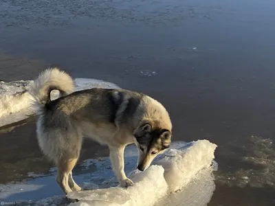 Гренландская собака Dog, Esquimaux собачья картинка, изолированная на белом  фоне рабочие собаки Гренландии, северная порода Иллюстрация штока -  иллюстрации насчитывающей собака, иллюстрация: 159421055