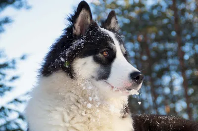 Х Greenland Dog (Gronlandshund, Esquimaux Dog, Greenland Husky) in 2023 |  Greenland dog, Pretty dogs, Pretty animals