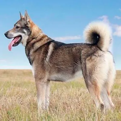 Восточносибирская лайка (Easten-Sibirian Laika) - это сильная, выносливая и  умная порода собак. Описание, фото, отзывы.