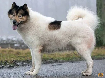 Собака порода гренландская собака,в …» — создано в Шедевруме