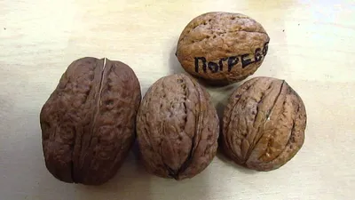 Грецкий орех Великан - купить плодовые деревья с доставкой по Украине в  магазине Добродар