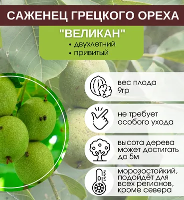 ГРЕЦКИЙ ОРЕХ. Сорт \"Великан\". WALNUT GIANT. - YouTube