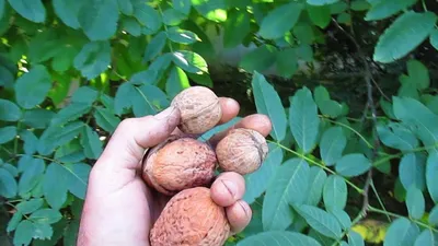 Купить грецкий орех \"великан\" | Питомник плодовых растений ZelenSad -  Zelensad