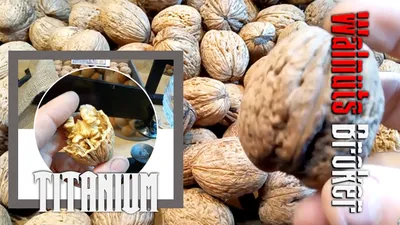 Грецкий орех Идеал | Купить саженцы в питомнике Мир Садовод, Крым