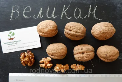 Крупноплодный грецкий орех Великан, Стратификация семян ореха Титаниум от  Giant Walnuts Broker - YouTube