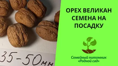 Грецкий орех Великан купить с доставкой в г. Нижний Новгород - цена от  605.00 руб