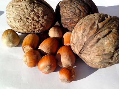 Семена грецкого ореха «Великан» / Giant walnut, ТМ OGOROD - 1 орех купить  недорого в интернет-магазине семян OGOROD.ua