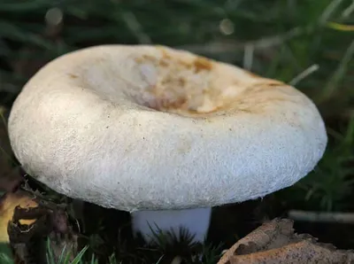 Волнушка белая - Lactarius pubescens - Грибы Уломы Железной