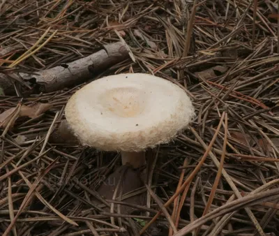 Гриб белянка или Волнушка белая: фото, описание и как готовить гриб