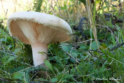 Волнушка белая - Lactarius pubescens - Грибы Уломы Железной