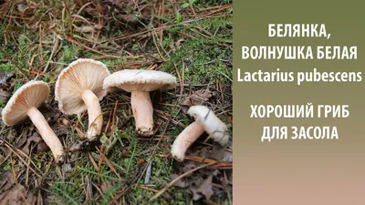 Lactarius pubescens, Волнушка белая (белянка)