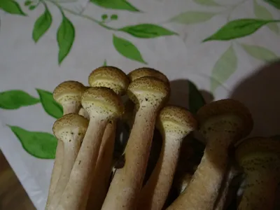 Волнушка белая - Lactarius pubescens - Грибы Уломы Железной