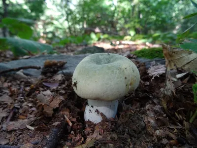 Pluteus cervinus. Фото на сайте \"Грибы Калужской области\"