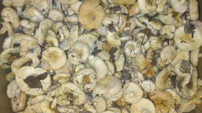 Белянка, Волнушка белая - хороший гриб для засола. Lactarius pubescens -  YouTube