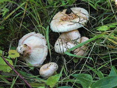 Волнушка белая (Lactarius pubescens) фотографии, видео и истории